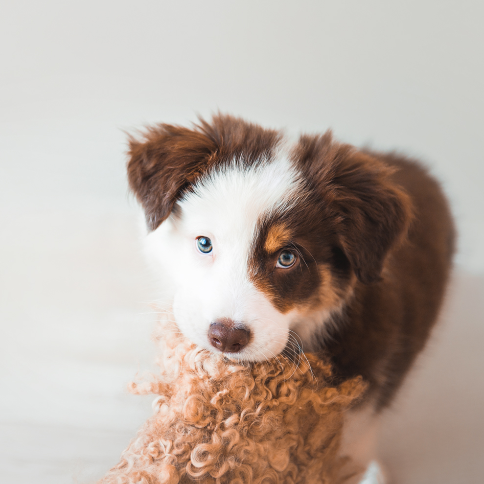 Sonja Griffioen - Brisbane Newborn and Puppy Photographer